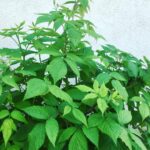 Mackenzie Foy Instagram - My beautiful raspberry bush 😊 #earthday2016