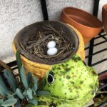 Mackenzie Foy Instagram - There is a nest in my frog pot 😐
