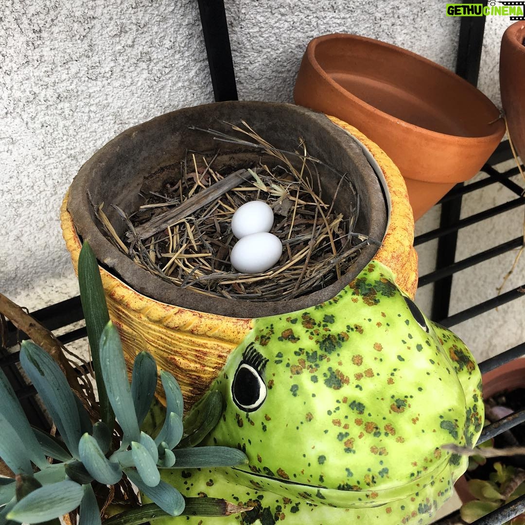 Mackenzie Foy Instagram - There is a nest in my frog pot 😐