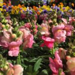 Mackenzie Foy Instagram - Beautiful flowers 🌹🌷🌻