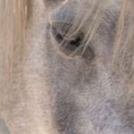 Mackenzie Foy Instagram - This is Whisper of the Wild. She is a young wild mustang that just a few weeks ago, was found starved, neglected, and on her way to slaughter. Because of @ashleyavis and @wildbeautyspirit she was saved and began the road to recovery. It’s my honor, to be her new adopter. With the guidance of veterinarians and trained professionals we will continue her rehabilitation and eventual training. The goal is not to tame the wild in her but to learn to speak to it. To help her find her peace and place in the world. Thank you to everyone who made this possible. I can’t wait to learn from this incredible girl.