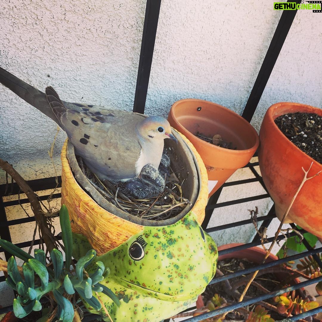 Mackenzie Foy Instagram - Miss. Jones, rose, and sully💜🐥💜🐥💜🐥