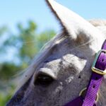 Mackenzie Foy Instagram - The Results from DNA my Horse for whisper are back!!!!!