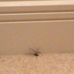 Mackenzie Foy Instagram - Aragog was in my hallway!!!!!! 🕷😖