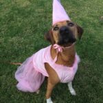 Mackenzie Foy Instagram - FireFly dressed up as Princess Aurora this year. 😊👑🐕