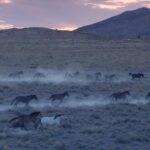 Mackenzie Foy Instagram – Please help spread the word and bring awareness to what is happening to our wild horses. 

#istandwithwildhorses 

@wildbeautyspirit 
@ashleyavis