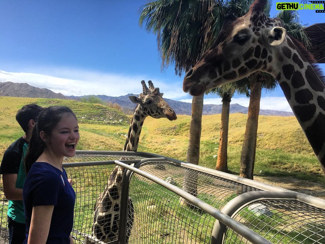 Mackenzie Foy Instagram - I think giraffes are the most beautiful animals in the world 😌 @thelivingdesert