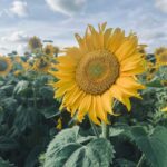 Maggie Civantos Instagram – Días de un poco de todo… de princesa a granjera…
Sunflowers, wedding, farm and lovely people … Somerset, England