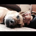 Maggie Q Instagram – He was THAT dog. The one that saw it all, the one that knew me better than anyone. The one you couldn’t determine where he ended and you began. He traveled the world, every movie, every show, press junkets, you name it. He used to walk journalists into the room and take them to their seat. And then sit in between us on the floor as if to say “Careful” 😂 He was the most aggressive dog I have ever rescued. His rehab broke me, and then his healing patched me up again. He earned the life he was provided because he worked for it. We fought together, thru all his trauma, and then his cancer. And I wouldn’t have traded one second of it for a different experience. He died a few years ago the most peaceful and loved animal, from a mean aggressive street dog. A fighter turned lover. Don’t give up on them. Sometimes the fight of your life will end up being the light of your life. You know what, not sometimes. Fight for them. #adoptdontshop