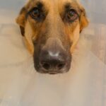 Maggie Q Instagram – When you trusted him, and you shouldn’t have. 
#adoptdontshop