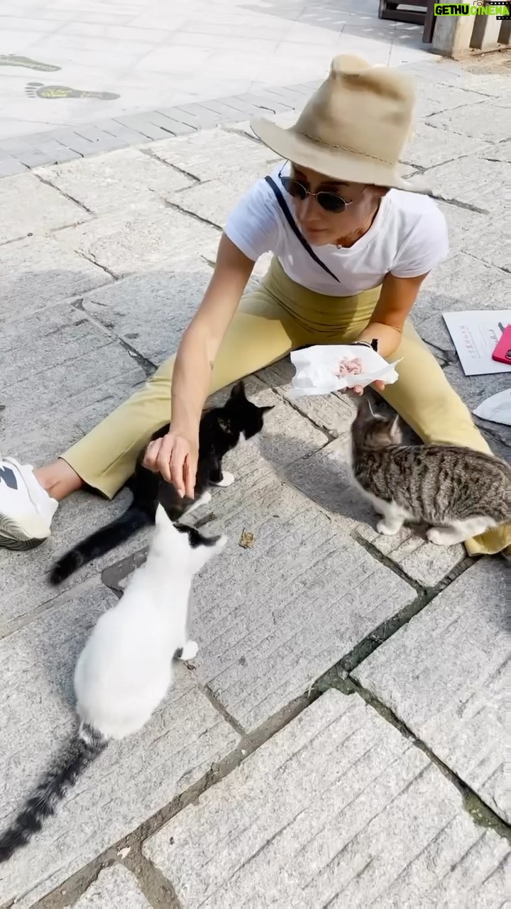 Maggie Q Instagram - Look who we found! Calling them The Great Wall cats. They could not be greater.