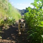 Maggie Q Instagram - MY MORNINGS! Every day I can manage, the dogs and I get out for beach walks and mountain hikes. ps - always remember your sunscreen!