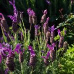 Maggie Q Instagram – Lavender power! 💜 🌿 Beneficial and beautiful, this aromatic herb is a must-have for your yard.
Lavender supports bees and other pollinators, while repelling unwanted bugs like mosquitoes, flies, and moths. It keeps fleas and ticks away too, so it’s great for my animals! Lavender is an affordable option for your yard that looks and smells amazing. It’s easy to plant too. Just make sure you choose a spot that gets lots of sunlight and has good drainage. Other than that, you’re good to go!