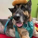 Maggie Q Instagram – Jack❤️ plea for a hospice for his final chapter 🙏
Our senior stud is still living at the rehab center. He loves his caretakers and his toys and his 🐶 buddies but what he loves most is being outside in the fresh air and being in a calm home. He doesn’t have much time left. He miraculously gained over 40 lbs since we rescued him many months ago (he was found on the street in Apple Valley in bad shape) and he’s been getting Acupuncture, swim therapy, massages and yes…tons of cuddles and toys.
He deserves to be in a home for his final days. He can’t walk well anymore so he needs someone who is strong enough to help him walk with his support strap but aside from that, he needs a warm bed and some quiet time.
Having a dog friend would be okay as well. He can’t do stairs and he needs a dog savvy person to let him live out his final days. He deserves it after the abuse and neglect he endured most of his life.
So if you are experienced, strong and want to make an old man happy for a little bit, please email us at info@theanimalrescuemission.org 🙏🐶🐾❤️
#seniordog #hospice #germanshepherd #love