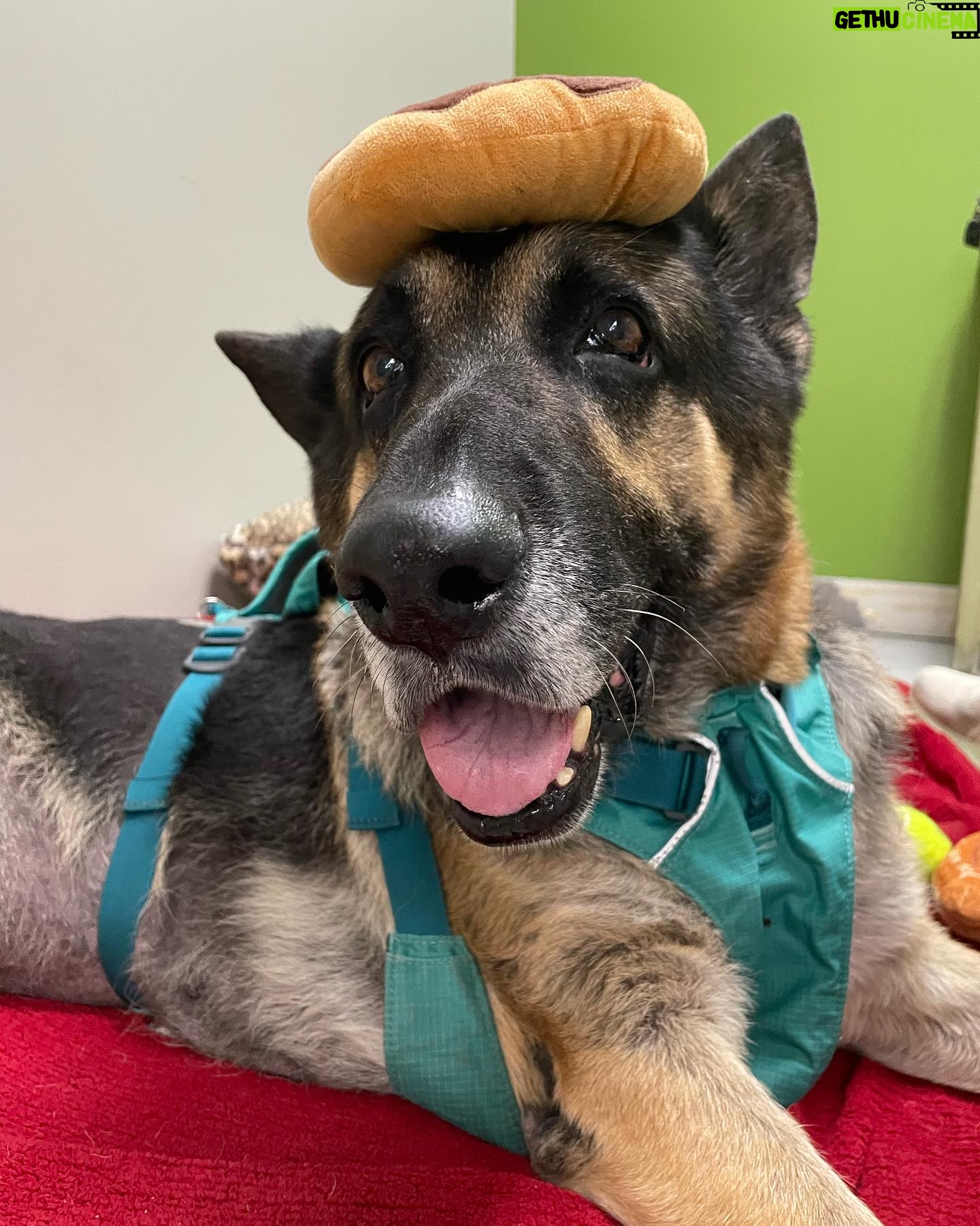 Maggie Q Instagram - Jack❤️ plea for a hospice for his final chapter 🙏 Our senior stud is still living at the rehab center. He loves his caretakers and his toys and his 🐶 buddies but what he loves most is being outside in the fresh air and being in a calm home. He doesn’t have much time left. He miraculously gained over 40 lbs since we rescued him many months ago (he was found on the street in Apple Valley in bad shape) and he’s been getting Acupuncture, swim therapy, massages and yes…tons of cuddles and toys. He deserves to be in a home for his final days. He can’t walk well anymore so he needs someone who is strong enough to help him walk with his support strap but aside from that, he needs a warm bed and some quiet time. Having a dog friend would be okay as well. He can’t do stairs and he needs a dog savvy person to let him live out his final days. He deserves it after the abuse and neglect he endured most of his life. So if you are experienced, strong and want to make an old man happy for a little bit, please email us at info@theanimalrescuemission.org 🙏🐶🐾❤️ #seniordog #hospice #germanshepherd #love