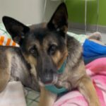 Maggie Q Instagram – Jack❤️ plea for a hospice for his final chapter 🙏

Our senior stud is still living at the rehab center. He loves his caretakers and his toys and his 🐶 buddies but what he loves most is being outside in the fresh air and being in a calm home. He doesn’t have much time left. He miraculously gained over 40 lbs since we rescued him many months ago (he was found on the street in Apple Valley in bad shape) and he’s been getting Acupuncture, swim therapy, massages and yes…tons of cuddles and toys.

He deserves to be in a home for his final days. He can’t walk well anymore so he needs someone who is strong enough to help him walk with his support strap but aside from that, he needs a warm bed and some quiet time. 

Having a dog friend would be okay as well. He can’t do stairs and he needs a dog savvy person to let him live out his final days. He deserves it after the abuse and neglect he endured most of his life.

So if you are experienced, strong and want to make an old man happy for a little bit, please email us at info@theanimalrescuemission.org 🙏🐶🐾❤️

#seniordog #hospice #germanshepherd #love