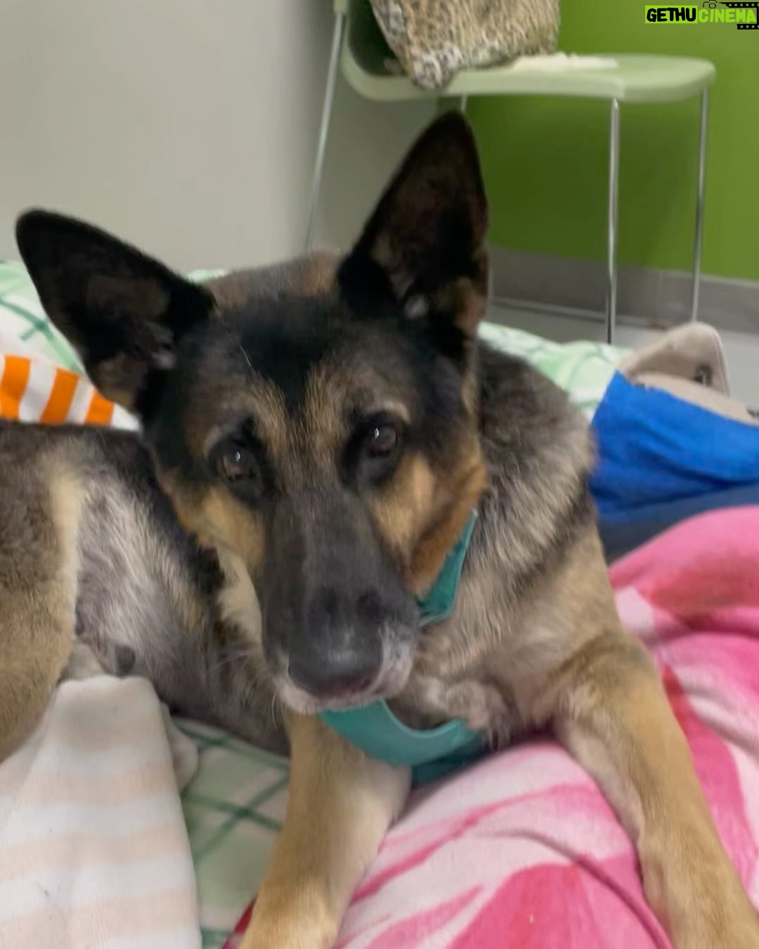 Maggie Q Instagram - Jack❤️ plea for a hospice for his final chapter 🙏 Our senior stud is still living at the rehab center. He loves his caretakers and his toys and his 🐶 buddies but what he loves most is being outside in the fresh air and being in a calm home. He doesn’t have much time left. He miraculously gained over 40 lbs since we rescued him many months ago (he was found on the street in Apple Valley in bad shape) and he’s been getting Acupuncture, swim therapy, massages and yes…tons of cuddles and toys. He deserves to be in a home for his final days. He can’t walk well anymore so he needs someone who is strong enough to help him walk with his support strap but aside from that, he needs a warm bed and some quiet time. Having a dog friend would be okay as well. He can’t do stairs and he needs a dog savvy person to let him live out his final days. He deserves it after the abuse and neglect he endured most of his life. So if you are experienced, strong and want to make an old man happy for a little bit, please email us at info@theanimalrescuemission.org 🙏🐶🐾❤️ #seniordog #hospice #germanshepherd #love