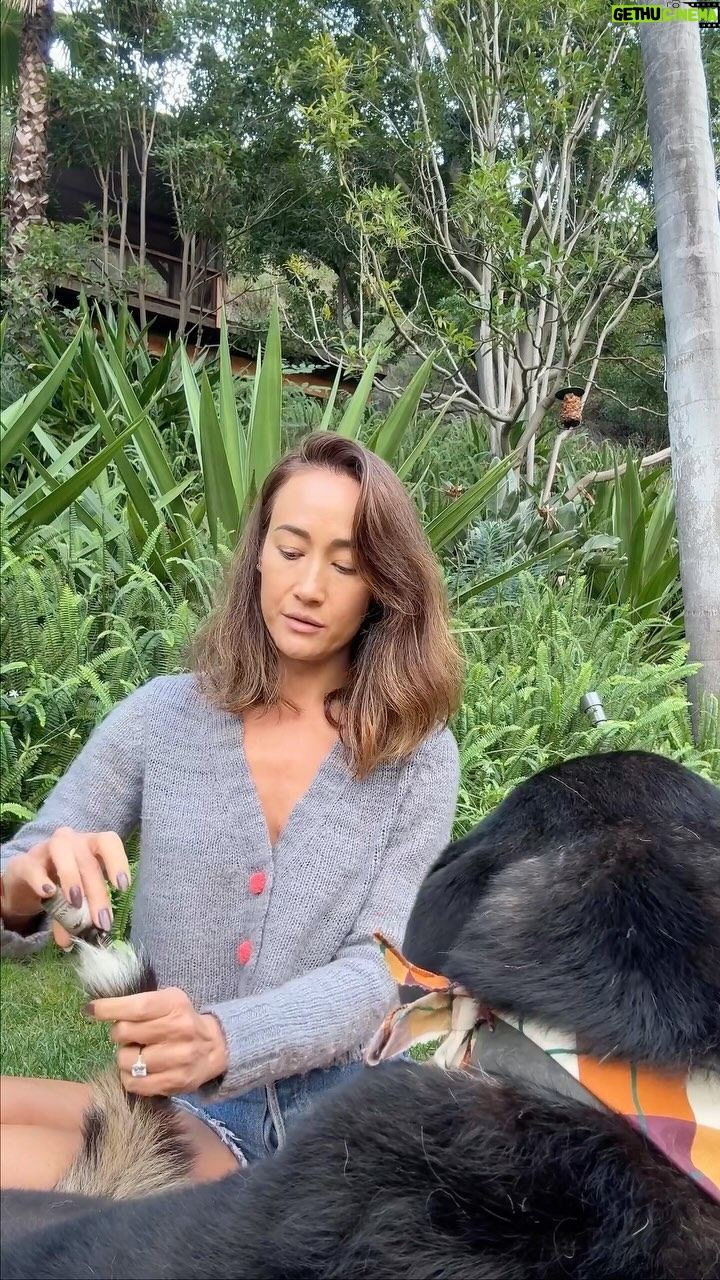 Maggie Q - 21.6K Likes - Rose and geranium are the essential oils I use to keep fleas and ticks away from my dogs. The oils I use are nothing fancy. I just pick up generic ones from the health food store.
It’s one of the wonders of nature that the scents of rose and geranium are so hated by fleas and ticks, but so wonderful to humans! (I love how my dogs smell after placing this on them!) Besides placing drops of essential oils on my dogs, I also like to add garlic to their food during high tick seasons (fall and spring) to give them internal protection too. Try this out on your dogs for flea and tick protection especially if you live in a wooded area or go on lots of hikes.