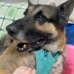 Maggie Q Instagram – Jack❤️ plea for a hospice for his final chapter 🙏
Our senior stud is still living at the rehab center. He loves his caretakers and his toys and his 🐶 buddies but what he loves most is being outside in the fresh air and being in a calm home. He doesn’t have much time left. He miraculously gained over 40 lbs since we rescued him many months ago (he was found on the street in Apple Valley in bad shape) and he’s been getting Acupuncture, swim therapy, massages and yes…tons of cuddles and toys.
He deserves to be in a home for his final days. He can’t walk well anymore so he needs someone who is strong enough to help him walk with his support strap but aside from that, he needs a warm bed and some quiet time.
Having a dog friend would be okay as well. He can’t do stairs and he needs a dog savvy person to let him live out his final days. He deserves it after the abuse and neglect he endured most of his life.
So if you are experienced, strong and want to make an old man happy for a little bit, please email us at info@theanimalrescuemission.org 🙏🐶🐾❤️
#seniordog #hospice #germanshepherd #love