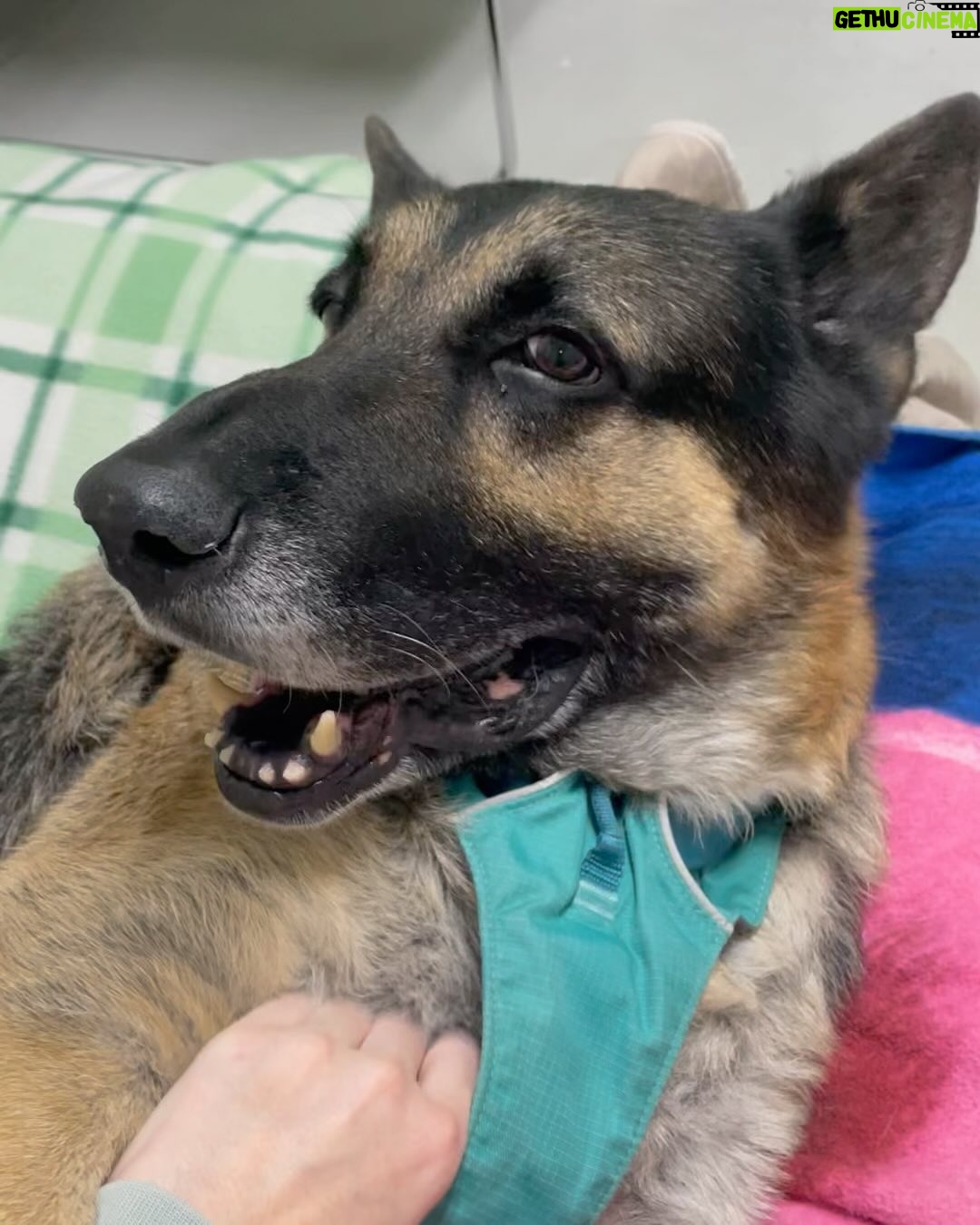 Maggie Q Instagram - Jack❤️ plea for a hospice for his final chapter 🙏 Our senior stud is still living at the rehab center. He loves his caretakers and his toys and his 🐶 buddies but what he loves most is being outside in the fresh air and being in a calm home. He doesn’t have much time left. He miraculously gained over 40 lbs since we rescued him many months ago (he was found on the street in Apple Valley in bad shape) and he’s been getting Acupuncture, swim therapy, massages and yes…tons of cuddles and toys. He deserves to be in a home for his final days. He can’t walk well anymore so he needs someone who is strong enough to help him walk with his support strap but aside from that, he needs a warm bed and some quiet time. Having a dog friend would be okay as well. He can’t do stairs and he needs a dog savvy person to let him live out his final days. He deserves it after the abuse and neglect he endured most of his life. So if you are experienced, strong and want to make an old man happy for a little bit, please email us at info@theanimalrescuemission.org 🙏🐶🐾❤️ #seniordog #hospice #germanshepherd #love