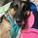 Maggie Q Instagram – Jack❤️ plea for a hospice for his final chapter 🙏
Our senior stud is still living at the rehab center. He loves his caretakers and his toys and his 🐶 buddies but what he loves most is being outside in the fresh air and being in a calm home. He doesn’t have much time left. He miraculously gained over 40 lbs since we rescued him many months ago (he was found on the street in Apple Valley in bad shape) and he’s been getting Acupuncture, swim therapy, massages and yes…tons of cuddles and toys.
He deserves to be in a home for his final days. He can’t walk well anymore so he needs someone who is strong enough to help him walk with his support strap but aside from that, he needs a warm bed and some quiet time.
Having a dog friend would be okay as well. He can’t do stairs and he needs a dog savvy person to let him live out his final days. He deserves it after the abuse and neglect he endured most of his life.
So if you are experienced, strong and want to make an old man happy for a little bit, please email us at info@theanimalrescuemission.org 🙏🐶🐾❤️
#seniordog #hospice #germanshepherd #love