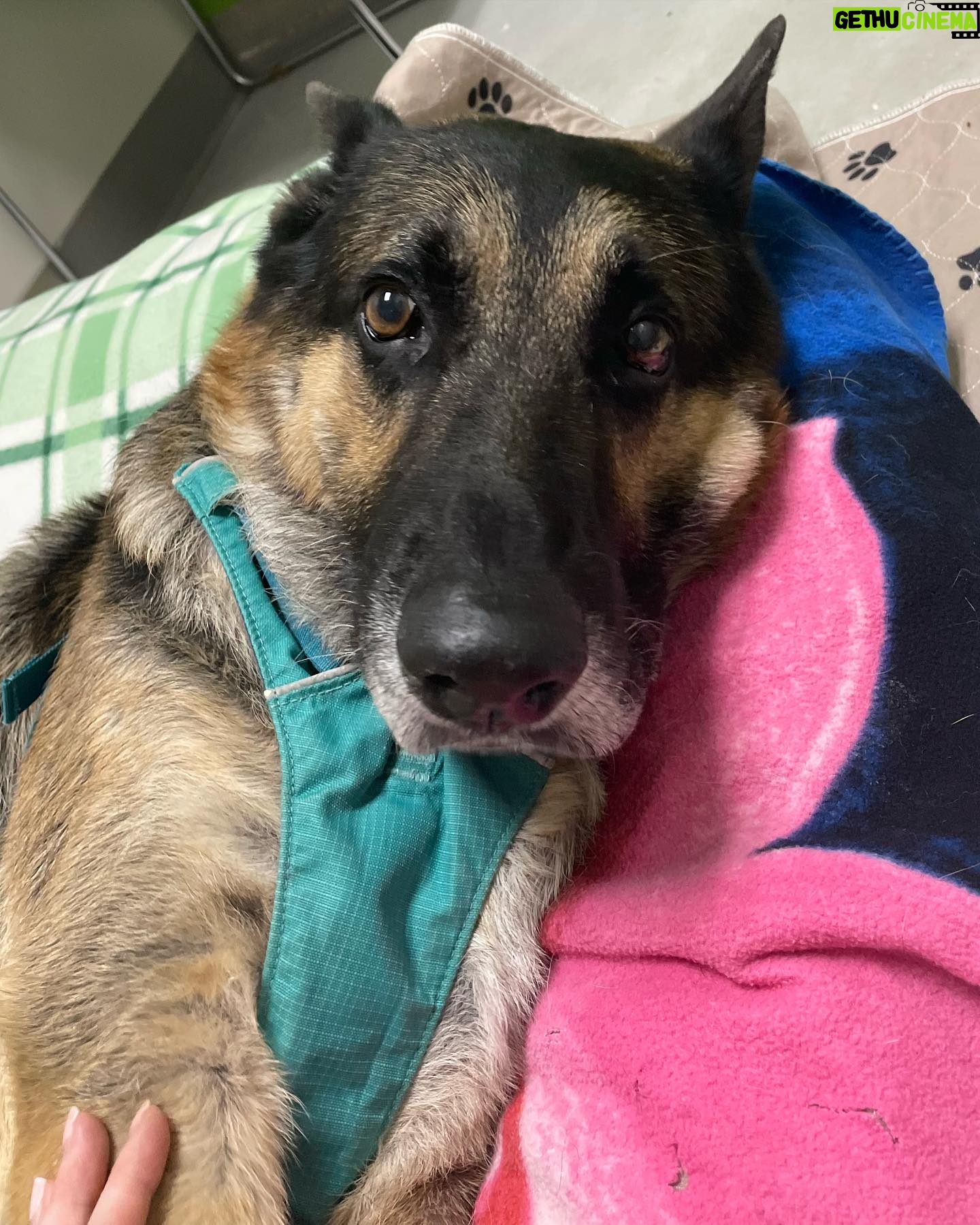 Maggie Q Instagram - Jack❤️ plea for a hospice for his final chapter 🙏 Our senior stud is still living at the rehab center. He loves his caretakers and his toys and his 🐶 buddies but what he loves most is being outside in the fresh air and being in a calm home. He doesn’t have much time left. He miraculously gained over 40 lbs since we rescued him many months ago (he was found on the street in Apple Valley in bad shape) and he’s been getting Acupuncture, swim therapy, massages and yes…tons of cuddles and toys. He deserves to be in a home for his final days. He can’t walk well anymore so he needs someone who is strong enough to help him walk with his support strap but aside from that, he needs a warm bed and some quiet time. Having a dog friend would be okay as well. He can’t do stairs and he needs a dog savvy person to let him live out his final days. He deserves it after the abuse and neglect he endured most of his life. So if you are experienced, strong and want to make an old man happy for a little bit, please email us at info@theanimalrescuemission.org 🙏🐶🐾❤️ #seniordog #hospice #germanshepherd #love