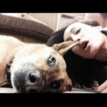 Maggie Q Instagram – He was THAT dog. The one that saw it all, the one that knew me better than anyone. The one you couldn’t determine where he ended and you began. He traveled the world, every movie, every show, press junkets, you name it. He used to walk journalists into the room and take them to their seat. And then sit in between us on the floor as if to say “Careful” 😂  He was the most aggressive dog I have ever rescued. His rehab broke me, and then his healing patched me up again. He earned the life he was provided because he worked for it. We fought together, thru all his trauma, and then his cancer. And I wouldn’t have traded one second of it for a different experience. He died a few years ago the most peaceful and loved animal, from a mean aggressive street dog. A fighter turned lover. Don’t give up on them. Sometimes the fight of your life will end up being the light of your life. You know what, not sometimes. Fight for them. #adoptdontshop