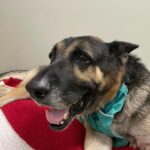 Maggie Q Instagram – Jack❤️ plea for a hospice for his final chapter 🙏
Our senior stud is still living at the rehab center. He loves his caretakers and his toys and his 🐶 buddies but what he loves most is being outside in the fresh air and being in a calm home. He doesn’t have much time left. He miraculously gained over 40 lbs since we rescued him many months ago (he was found on the street in Apple Valley in bad shape) and he’s been getting Acupuncture, swim therapy, massages and yes…tons of cuddles and toys.
He deserves to be in a home for his final days. He can’t walk well anymore so he needs someone who is strong enough to help him walk with his support strap but aside from that, he needs a warm bed and some quiet time.
Having a dog friend would be okay as well. He can’t do stairs and he needs a dog savvy person to let him live out his final days. He deserves it after the abuse and neglect he endured most of his life.
So if you are experienced, strong and want to make an old man happy for a little bit, please email us at info@theanimalrescuemission.org 🙏🐶🐾❤️
#seniordog #hospice #germanshepherd #love