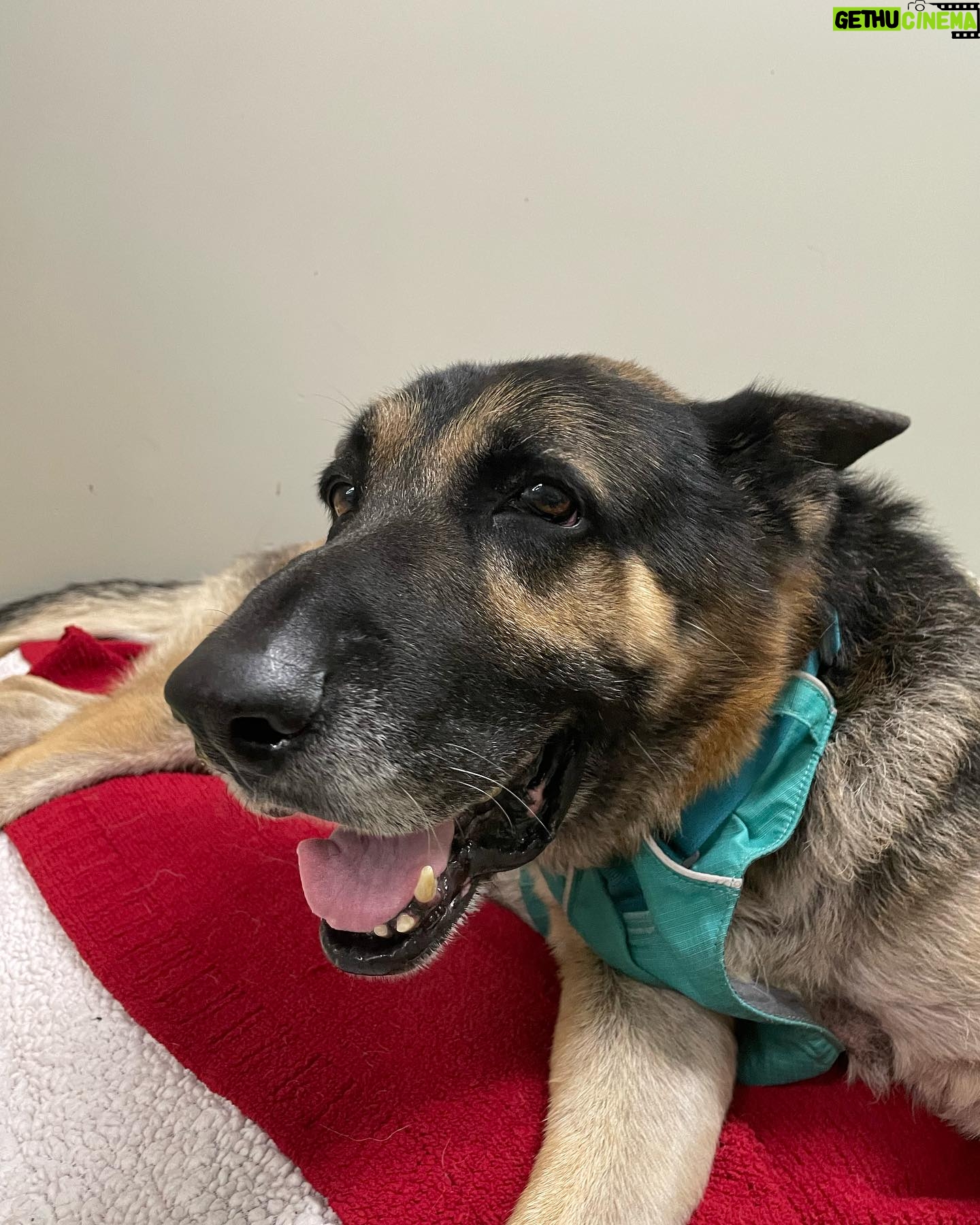 Maggie Q Instagram - Jack❤️ plea for a hospice for his final chapter 🙏 Our senior stud is still living at the rehab center. He loves his caretakers and his toys and his 🐶 buddies but what he loves most is being outside in the fresh air and being in a calm home. He doesn’t have much time left. He miraculously gained over 40 lbs since we rescued him many months ago (he was found on the street in Apple Valley in bad shape) and he’s been getting Acupuncture, swim therapy, massages and yes…tons of cuddles and toys. He deserves to be in a home for his final days. He can’t walk well anymore so he needs someone who is strong enough to help him walk with his support strap but aside from that, he needs a warm bed and some quiet time. Having a dog friend would be okay as well. He can’t do stairs and he needs a dog savvy person to let him live out his final days. He deserves it after the abuse and neglect he endured most of his life. So if you are experienced, strong and want to make an old man happy for a little bit, please email us at info@theanimalrescuemission.org 🙏🐶🐾❤️ #seniordog #hospice #germanshepherd #love