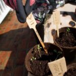 Maggie Q Instagram - There are few better feelings than growing your own food! I started these herbs from certified organic seeds from Spade to Fork, and before I knew it, it was time to repot my little seedlings into bigger pots! It’s just sun, dirt, water, and me bringing these babies to life, and I can’t wait to use these herbs when they’re ready!