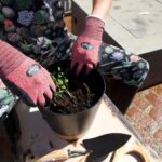 Maggie Q Instagram - There are few better feelings than growing your own food! I started these herbs from certified organic seeds from Spade to Fork, and before I knew it, it was time to repot my little seedlings into bigger pots! It’s just sun, dirt, water, and me bringing these babies to life, and I can’t wait to use these herbs when they’re ready!