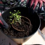 Maggie Q Instagram - There are few better feelings than growing your own food! I started these herbs from certified organic seeds from Spade to Fork, and before I knew it, it was time to repot my little seedlings into bigger pots! It’s just sun, dirt, water, and me bringing these babies to life, and I can’t wait to use these herbs when they’re ready!