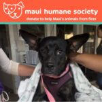 Maggie Q Instagram - No matter where you are from, when your home is affected by tragedy it hurts your heart for every person, place, and animal that has suffered. I don’t even have words for the families of the victims and for those still searching for their missing loved ones. I am so sorry, I am heartbroken for our home. Let’s come together as a community and give anything we can. People have lost everything, and they need your help. Love and Aloha and thank you for reading ❤️🏝️ @mauihumanesociety @salarmyhi @teamrubicon First image credit @kakoo_haleakala