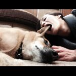 Maggie Q Instagram – He was THAT dog. The one that saw it all, the one that knew me better than anyone. The one you couldn’t determine where he ended and you began. He traveled the world, every movie, every show, press junkets, you name it. He used to walk journalists into the room and take them to their seat. And then sit in between us on the floor as if to say “Careful” 😂  He was the most aggressive dog I have ever rescued. His rehab broke me, and then his healing patched me up again. He earned the life he was provided because he worked for it. We fought together, thru all his trauma, and then his cancer. And I wouldn’t have traded one second of it for a different experience. He died a few years ago the most peaceful and loved animal, from a mean aggressive street dog. A fighter turned lover. Don’t give up on them. Sometimes the fight of your life will end up being the light of your life. You know what, not sometimes. Fight for them. #adoptdontshop