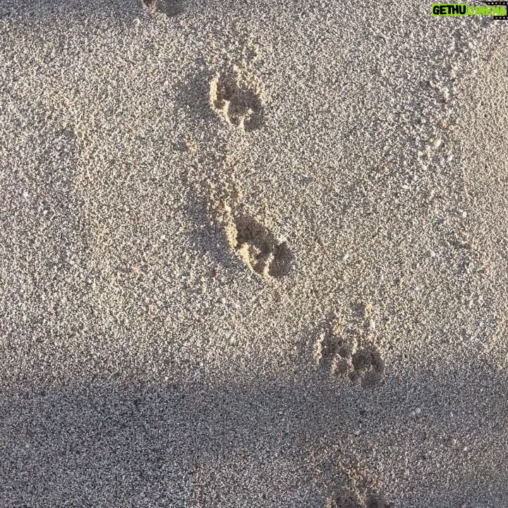 Maggie Q Instagram - Home. The feeling of home is one I’m so blessed to have in Hawaii. It’s a restorative feeling. A time to reflect, and fill up. Time on my farm and with the dogs are really my place to do that. I’m so lucky to have this place, but I think we can be intentional about cultivating a sense of home too. Even if home for you is not where you grew up or not your related family, that doesn’t diminish home’s power. When you’re choosing people, places, and things to live with, cultivate your home.