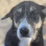 Maggie Q Instagram – Home. The feeling of home is one I’m so blessed to have in Hawaii. It’s a restorative feeling.  A time to reflect, and fill up. Time on my farm and with the dogs are really my place to do that.

I’m so lucky to have this place, but I think we can be intentional about cultivating a sense of home too. Even if home for you is not where you grew up or not your related family, that doesn’t diminish home’s power. When you’re choosing people, places, and things to live with, cultivate your home.