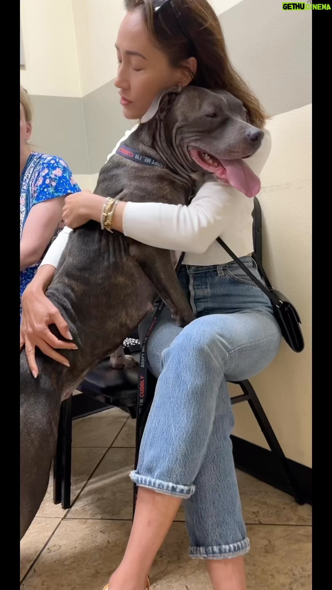 Maggie Q Instagram - We named her Betty🎀 She needs a home for her new start🙏 This angel was abandoned on the street. She’s all cut up, tail cut, starving and somewhat recently had pups. Most likely a breeder used her and then dumped her. We got the call, dropped everything and we are at the vet with her now. Safe to say she is getting all the love❤️ She’s approx one year old and she’s getting spayed now. Great with the dogs she passed by outside. Amazing temperament! If anyone is looking to add a sweetheart to their family, let us know!🙏 Shira@theanimalrescuemission.org #rescue #pitbullsofinstagram #teamwork