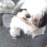 Majdouline Idrissi Instagram – Un chien n’abandonne son maître, que pour mourir ❤️