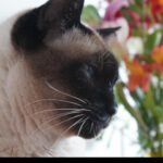 Malena Guinzburg Instagram - Díganle FELICES 21 AÑOS A CHAVELA!!! Acá un pequeño carrete con sus fotos. Por lo menos de los últimos años. Hay más pero en papel, es una señora grande. La primera foto de ahora. Así, viejita, hermosa. ❤️❤️❤️❤️❤️❤️
