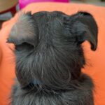 Malena Pichot Instagram - Pero cómo no vas a tener perro?!