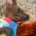 Mamrie Hart Instagram – Chip got us tickets to Juvenile Friday and I am forever changed. Spent Saturday covered in dogs on the couch. And, today, Grace and I continued to do what we do best…… epically fail at anything technical during a livestream. NO NOTES!