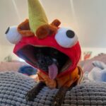 Mamrie Hart Instagram – Low country boils. Dogs dressed as turkeys. Tacky sweatshirts. The past 48 hours have been 🙌🏻. Tired and full. Fully tired.
