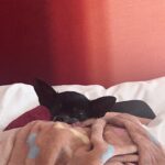 Mamrie Hart Instagram – The @thehighballhouse was booked, so we booked it to the @lifehousehotels in Palm Springs for a little writing reTREAT. I’m loving the cocktails but it appears Beanz is appreciating the comfy bed.