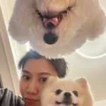 Mandy Wong Instagram - 佢地都係Friday Mood🐶🐶🌻 #HappyFriday #haveaniceweekend❤️
