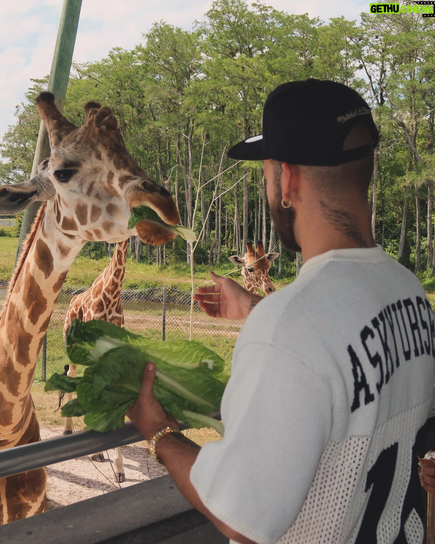Manuel Turizo Instagram - En Madagascar preguntándole a Melman cuando sacamos el álbum