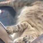 María Elena Swett Instagram - ❌ Mi Gatito . . . #señaldevida #estoy #losleo #losabrazo #gracias #siempre #chile