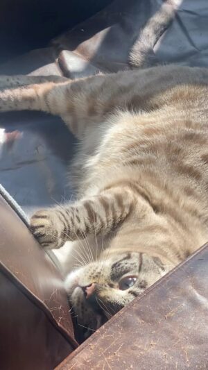 María Elena Swett Instagram - ❌ Mi Gatito 
.
.
.
#señaldevida #estoy #losleo #losabrazo #gracias #siempre #chile