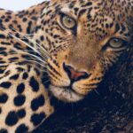 María Fernanda Yépes Instagram - Querida madre tierra: Te escribe una integrante más de este planeta, de esta casa hermosa en la que todos cabemos. Gracias por sostenernos con tanto amor. Por darnos todo para vivir. Por tu infinito Oceano, por el agua, Rios, montañas, desiertos, atardeceres de mil colores y noches llenas de estrellas. Eres el lugar más lindo que conozco. Tod@ tu eres inmensa, amorosa, fértil, generosa. Perdónanos por no saberte cuidar. Te prometo de mi parte honrarte todo lo que pueda, intentaré dentro de lo que está en mis posibilidades y desde mi pequeña trinchera honrarte siempre y respetarte con mis pequeñas acciones en pro de generarte menos carga de la que ya tienes. Prometo Intentar caminar por el camino de la coherencia el respeto y la conciencia en pro de cuidarte. Y cuidarme también por que si yo transformo mis hábitos y mi paso x esta existencia podré alivianarte un poquito tu peso. Gracias Madre bella. Hoy quería escribirte esta carta de Amor. Por que hoy es tu día que en realidad son todos los días. Gracias madre tierra por ser nuestra gran maestra. Feliz cumpleaños ✨💙🌏 Y tu, hoy que le dirías y harías por esta tierra? #22abrildiadelatierra