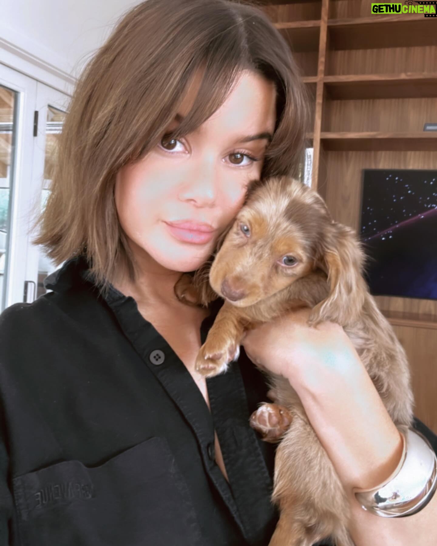 Maren Morris Instagram - alfie the tour dog. see you on the road. 🐶