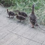 Maren Morris Instagram – I’m not not saying I’m English at this point. 🦆